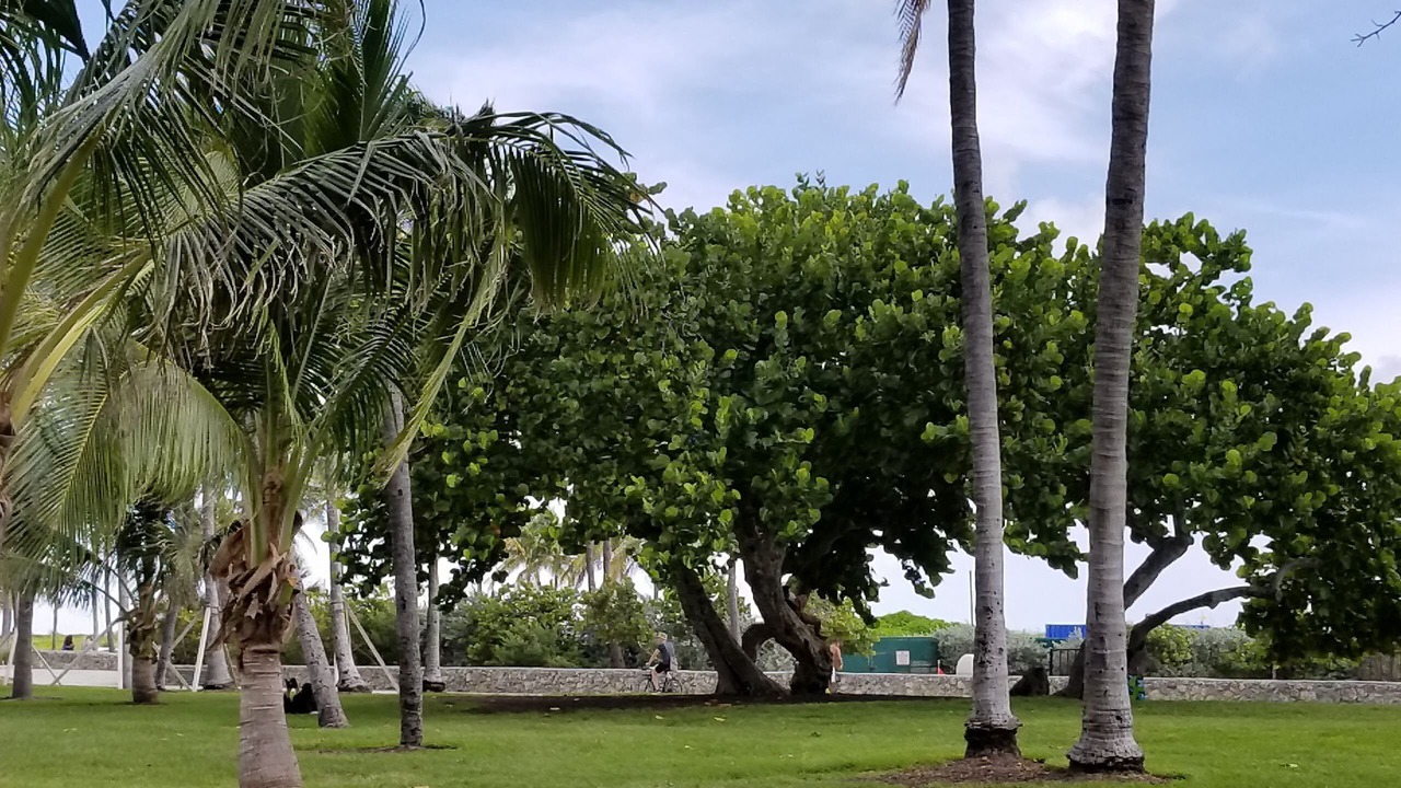 Photo of Others in South Beach