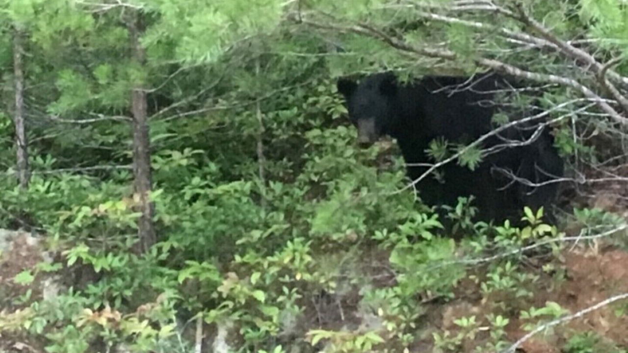 Photo of Outdoor in Ellijay