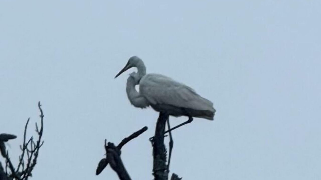 Photo of Others in Steinhatchee