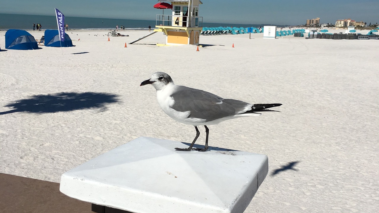 Photo of Others in Sand Key