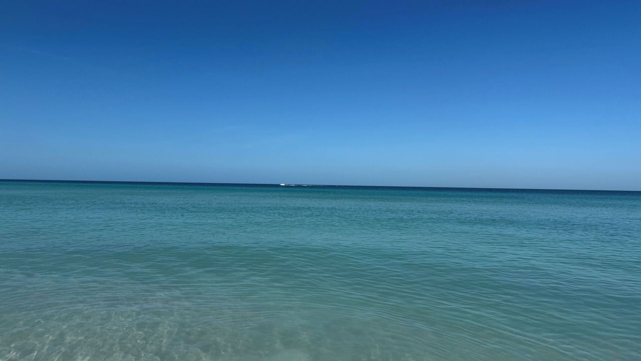 Photo of Others in Indian Rocks Beach