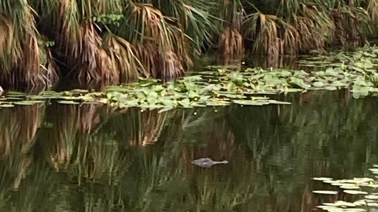 Photo of Others in Palm River Estates