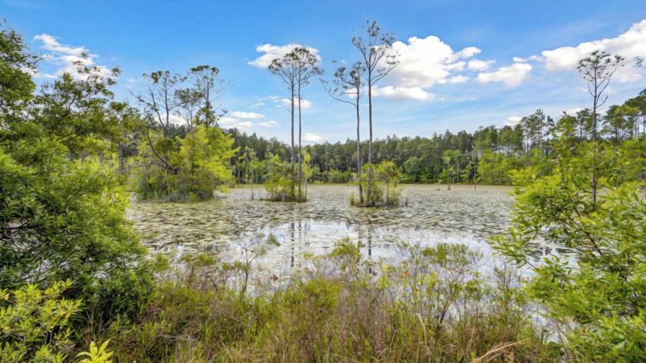 Photo of Outdoor in Yulee