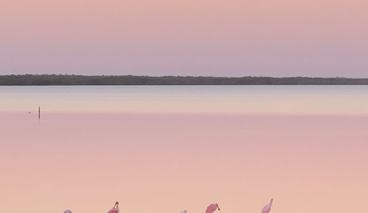 Photo of Others in Everglades City