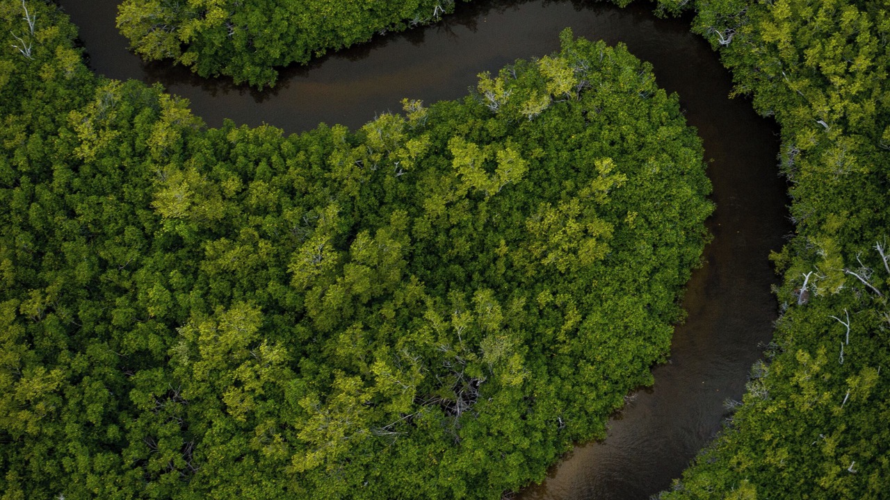 Photo of Outdoor in Everglades City