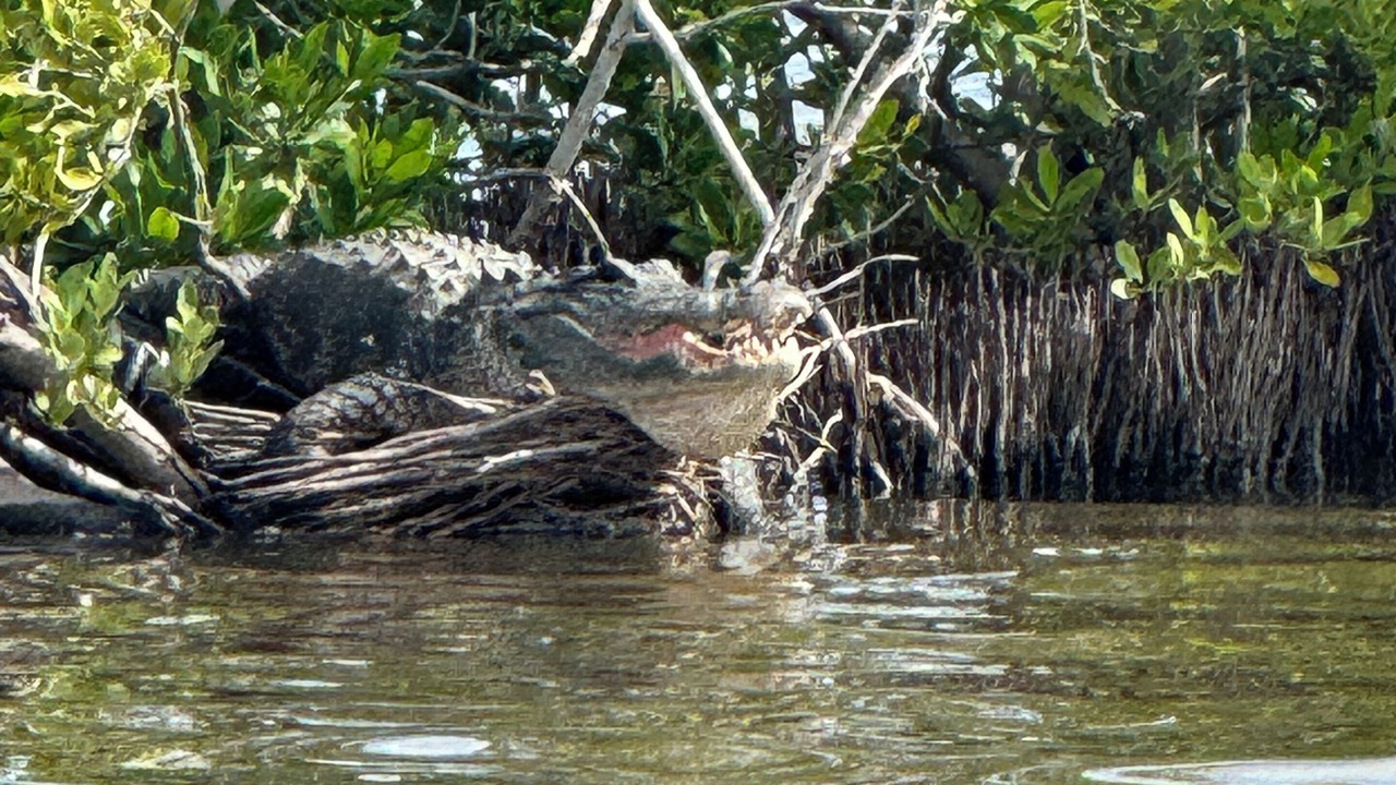 Photo of Others in Everglades City