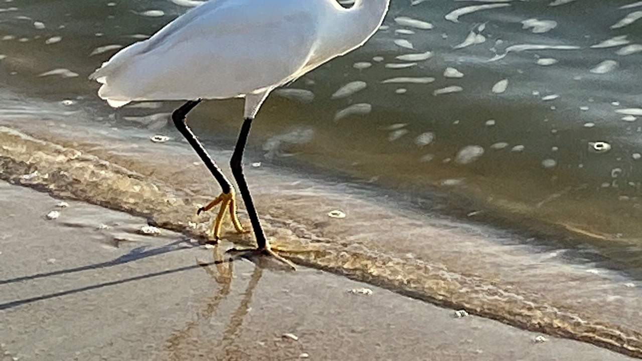 Photo of Others in Ortona Park