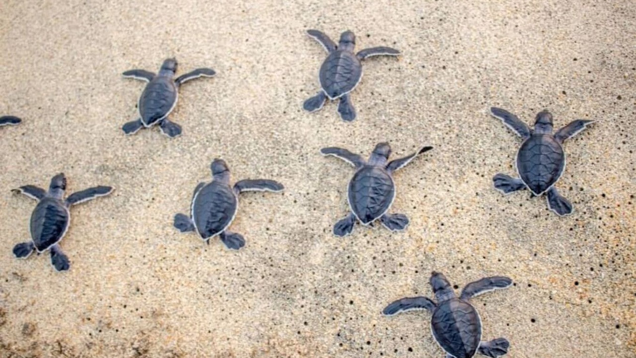 Photo of Others in Singer Island