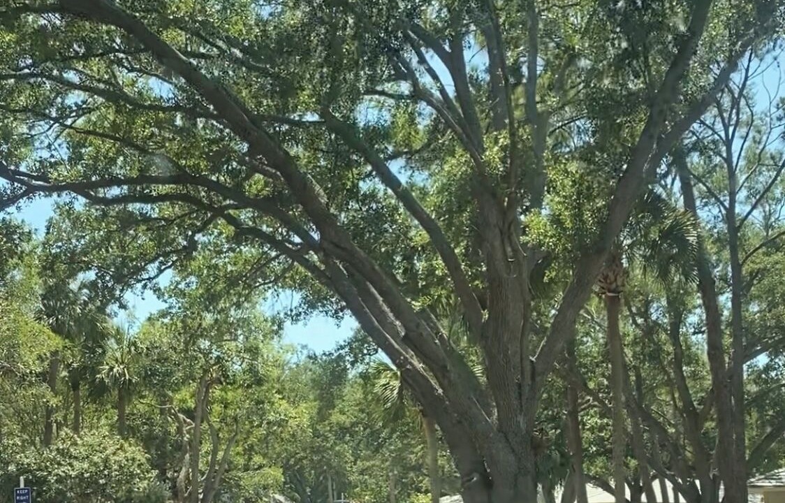Photo of Others in Myrtle Trace