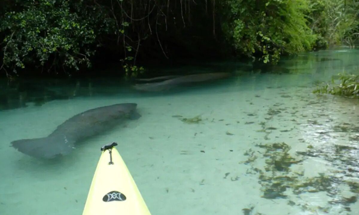 Photo of Others in Weeki Wachee Gardens