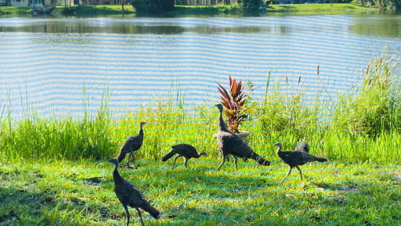 Photo of Others in Palm Coast