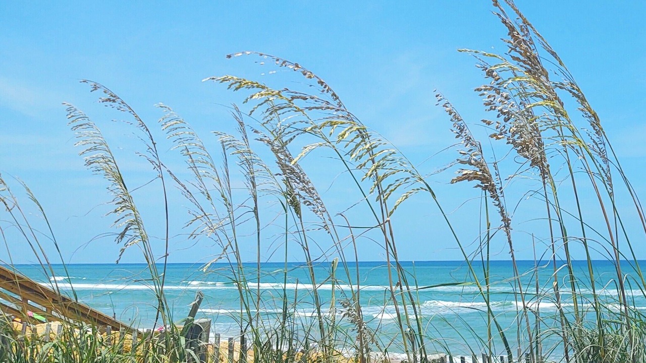 Photo of Others in Ormond-by-the-Sea