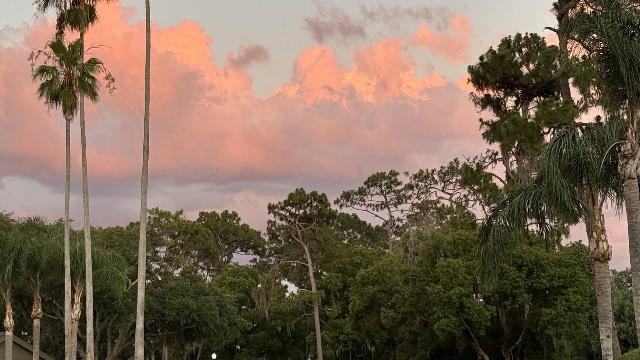 Photo of Others in Wesley Chapel