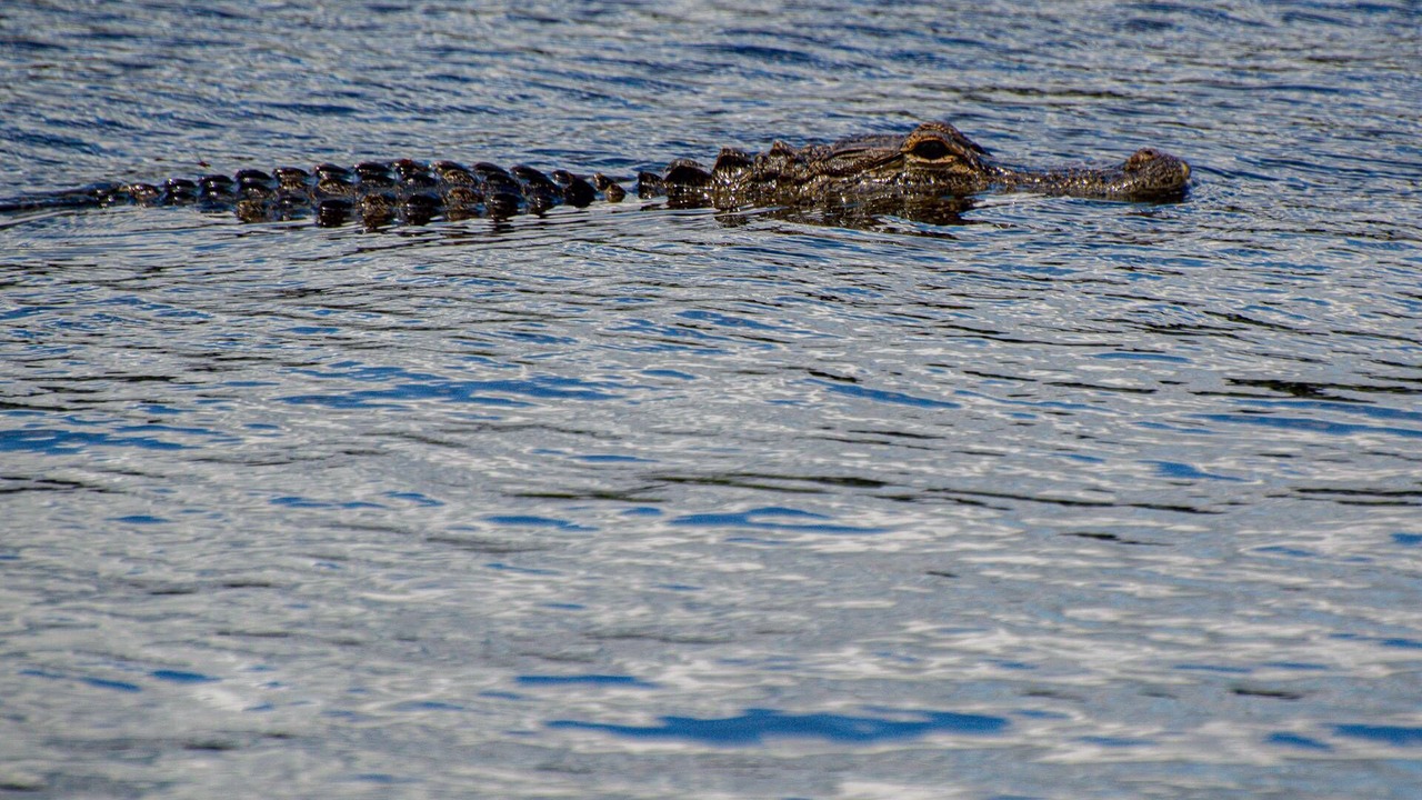 Photo of Others in Wesley Chapel