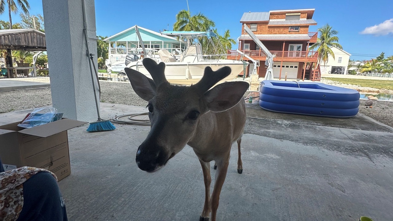 Photo of Outdoor in Big Pine Key