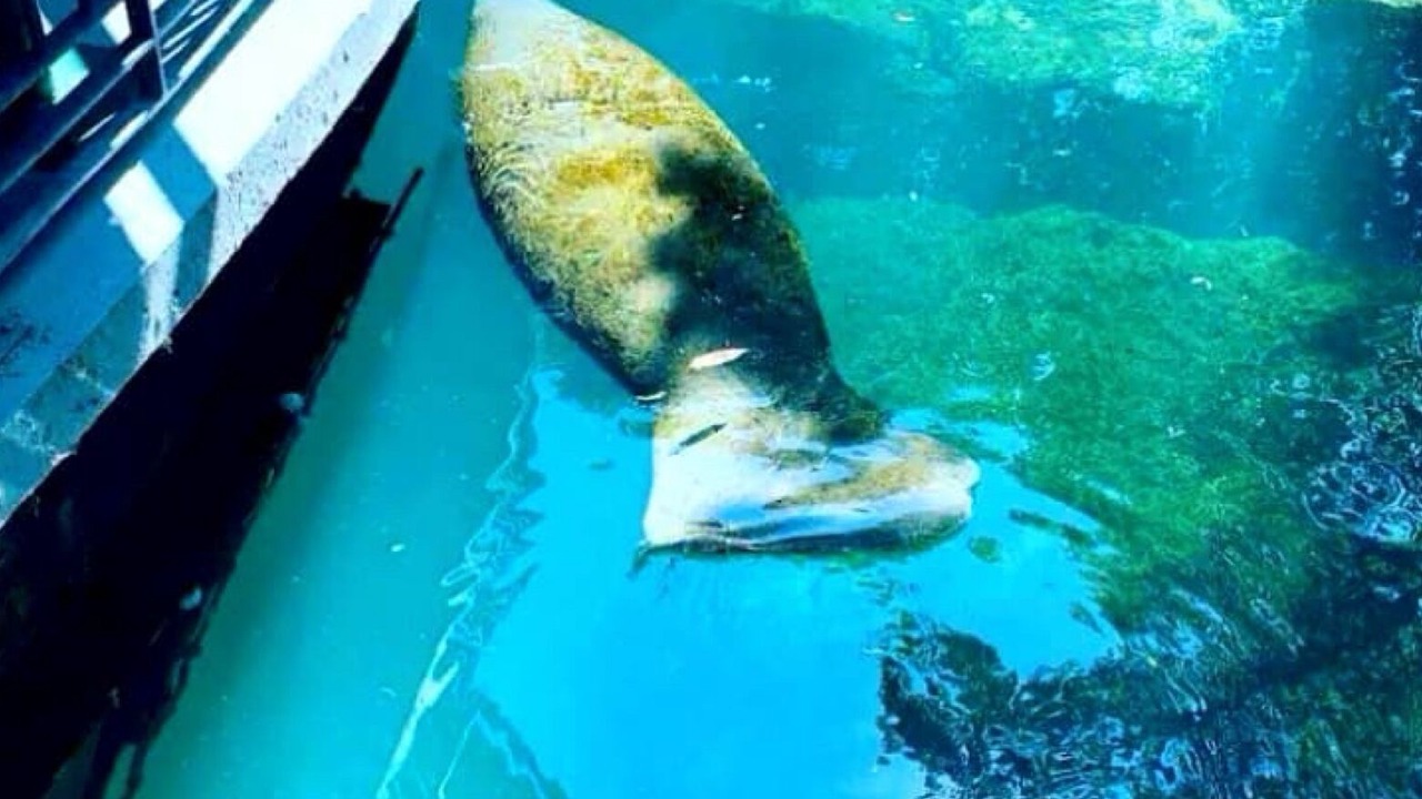 Photo of Others in Citrus Springs