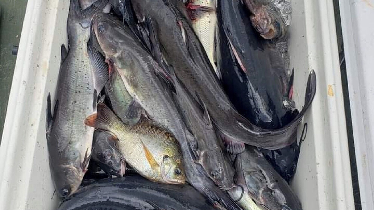 Photo of Others in Satsuma