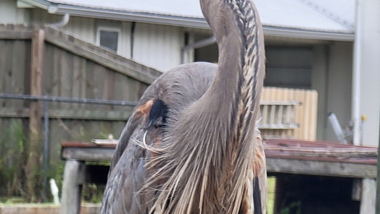 Photo of Others in Satsuma
