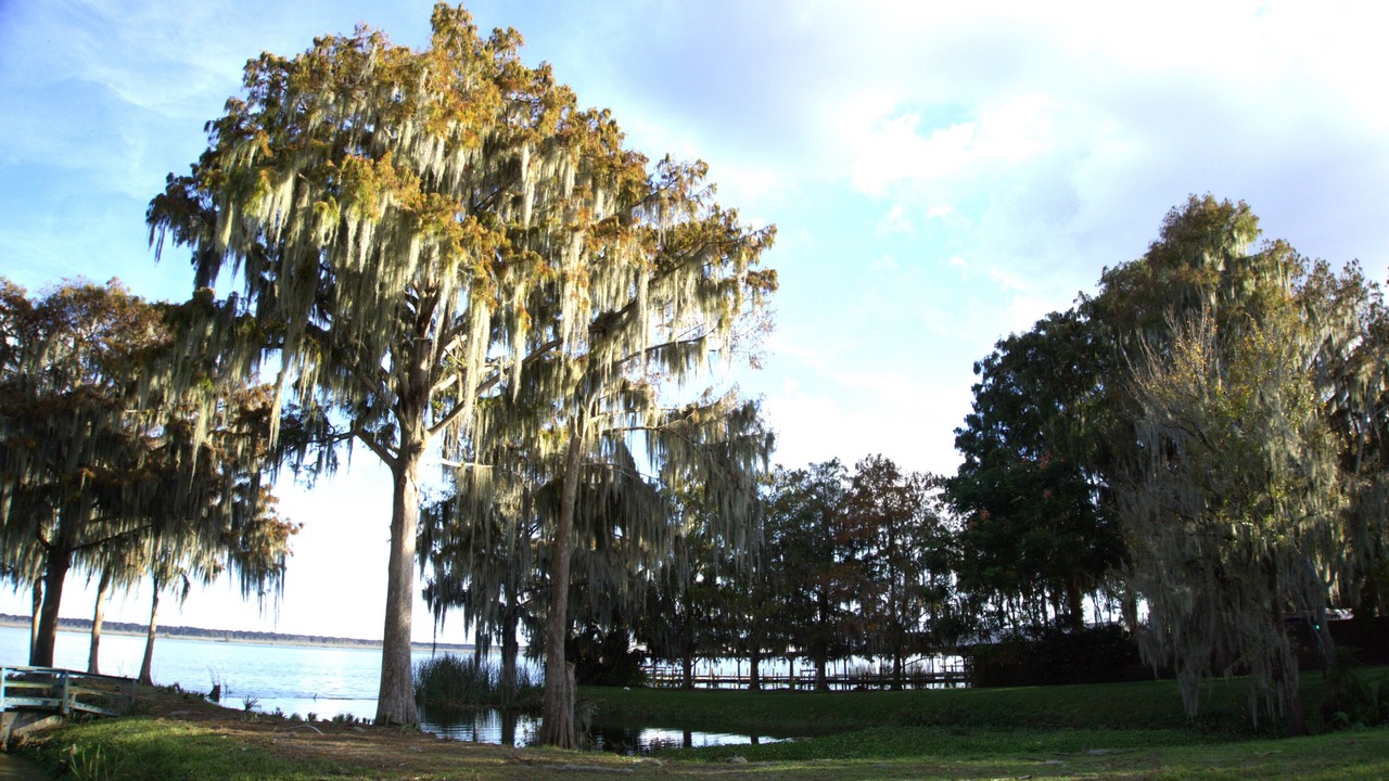 Photo of Others in Lake Panasoffkee