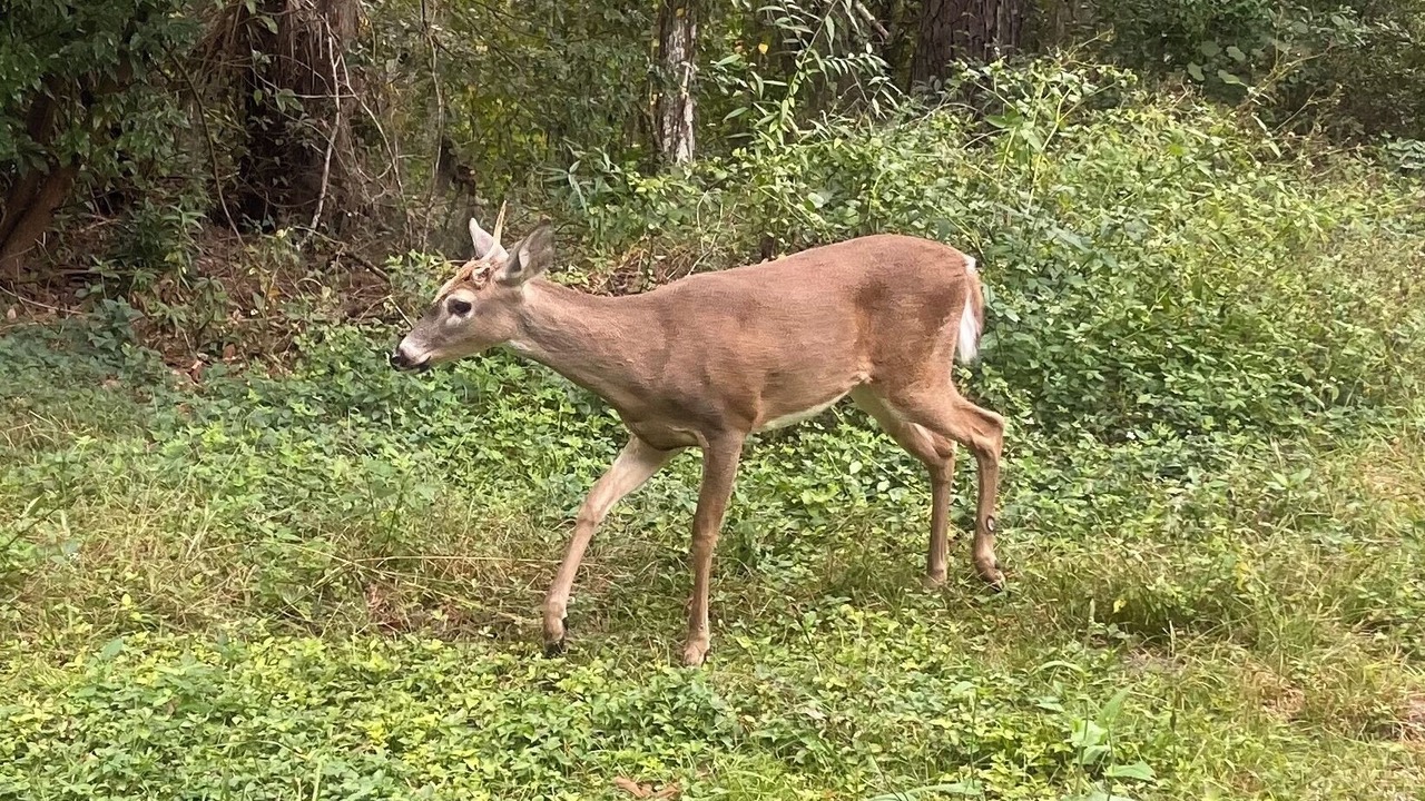 Photo of Others in Brooksville