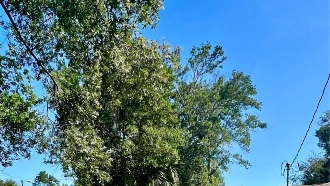 Photo of Others in Sulphur Springs