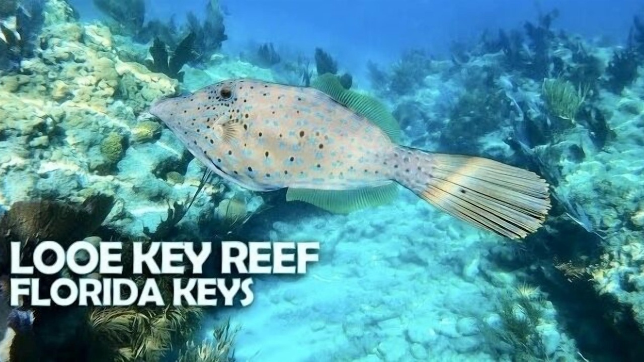 Photo of Others in Summerland Key