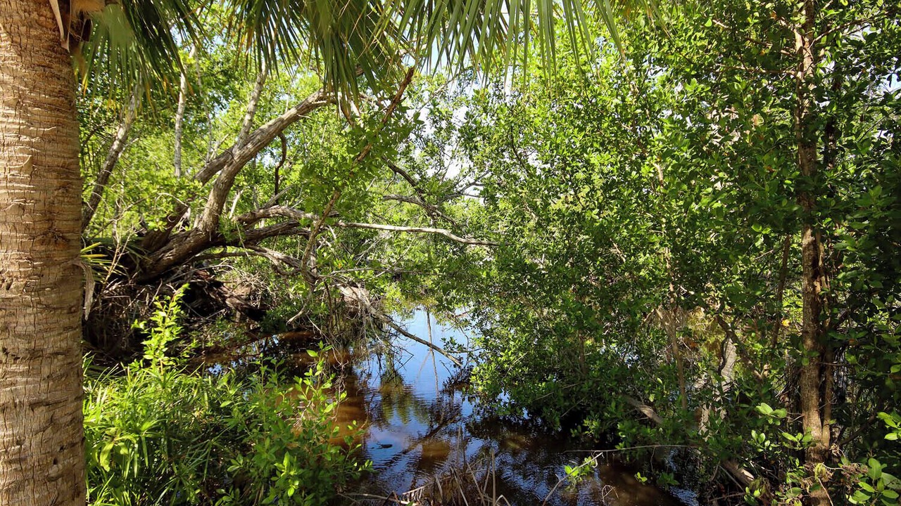 Photo of Outdoor in Sanibel