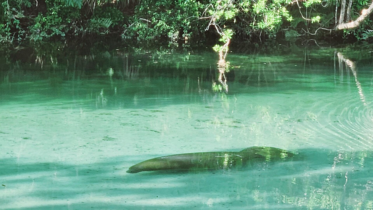 Photo of Others in Weeki Wachee Gardens