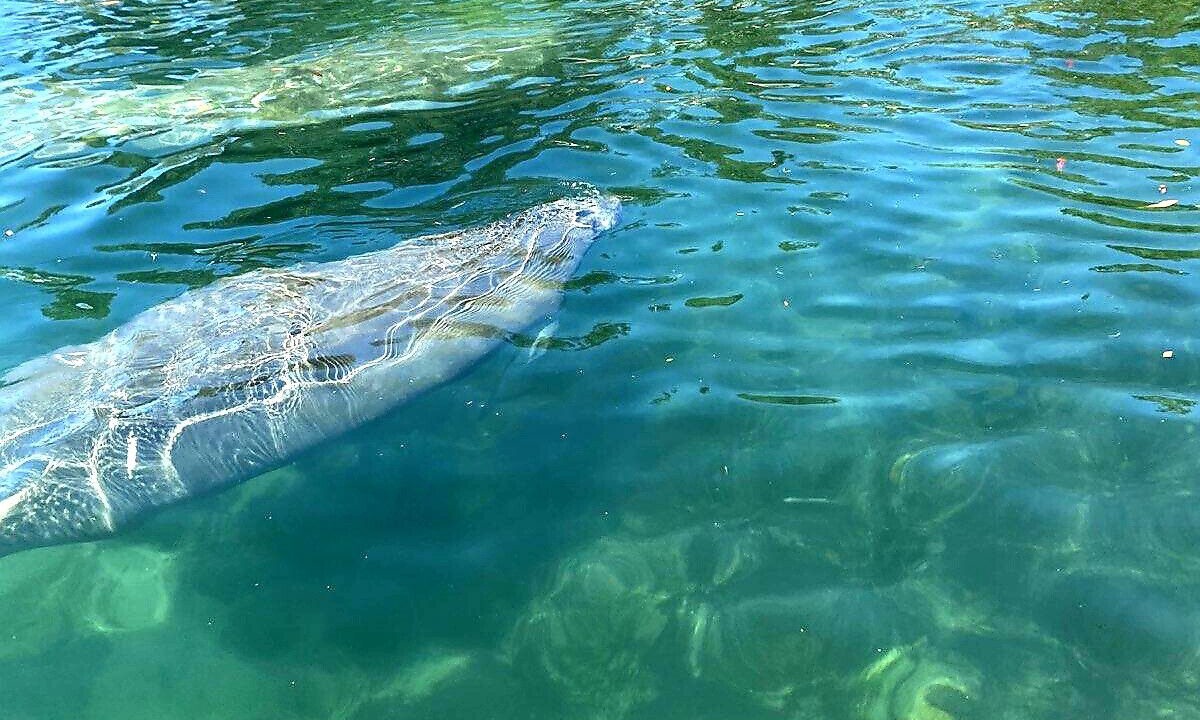 Photo of Others in Weeki Wachee Gardens
