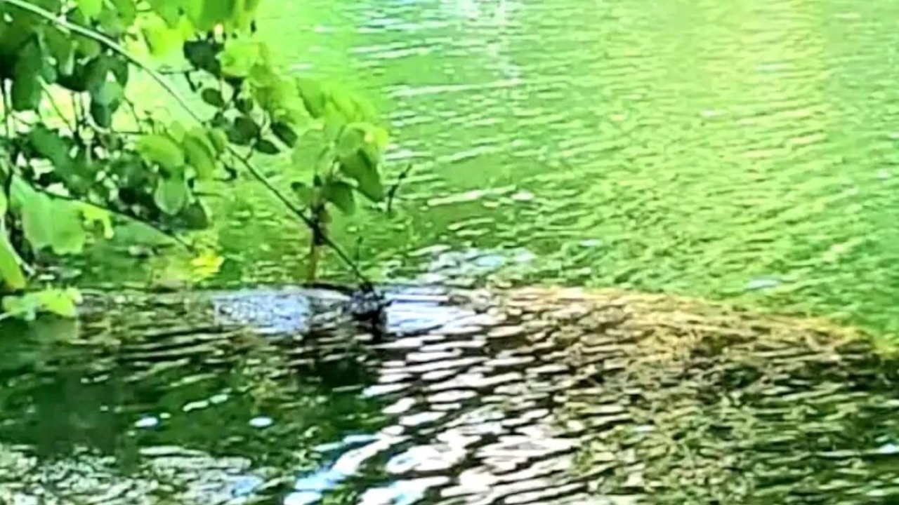 Photo of Others in Weeki Wachee Gardens