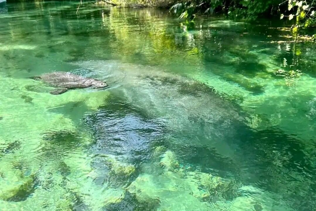 Photo of Outdoor in Weeki Wachee Gardens