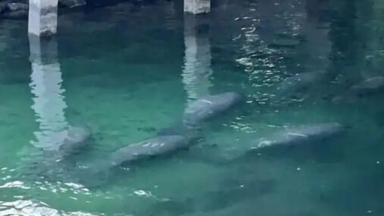 Photo of Others in Weeki Wachee Gardens