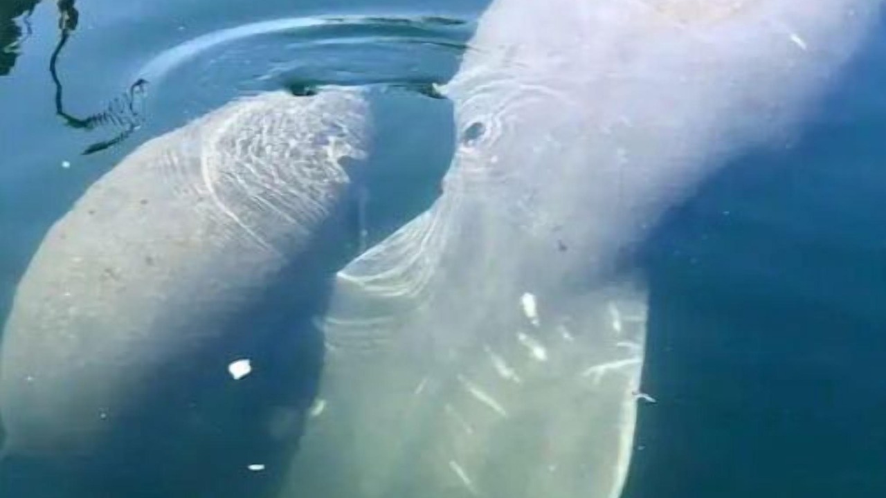 Photo of Others in Weeki Wachee Gardens