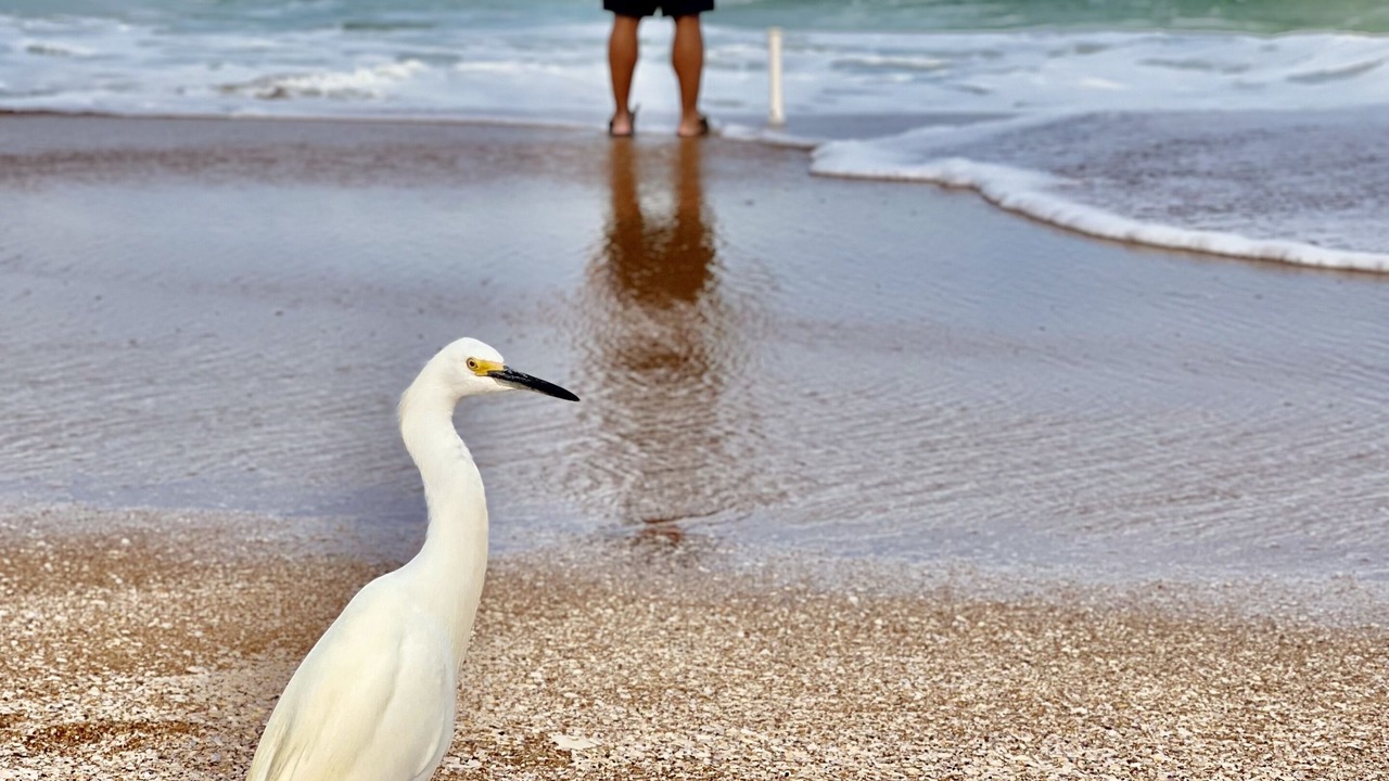 Photo of Others in Ormond-by-the-Sea