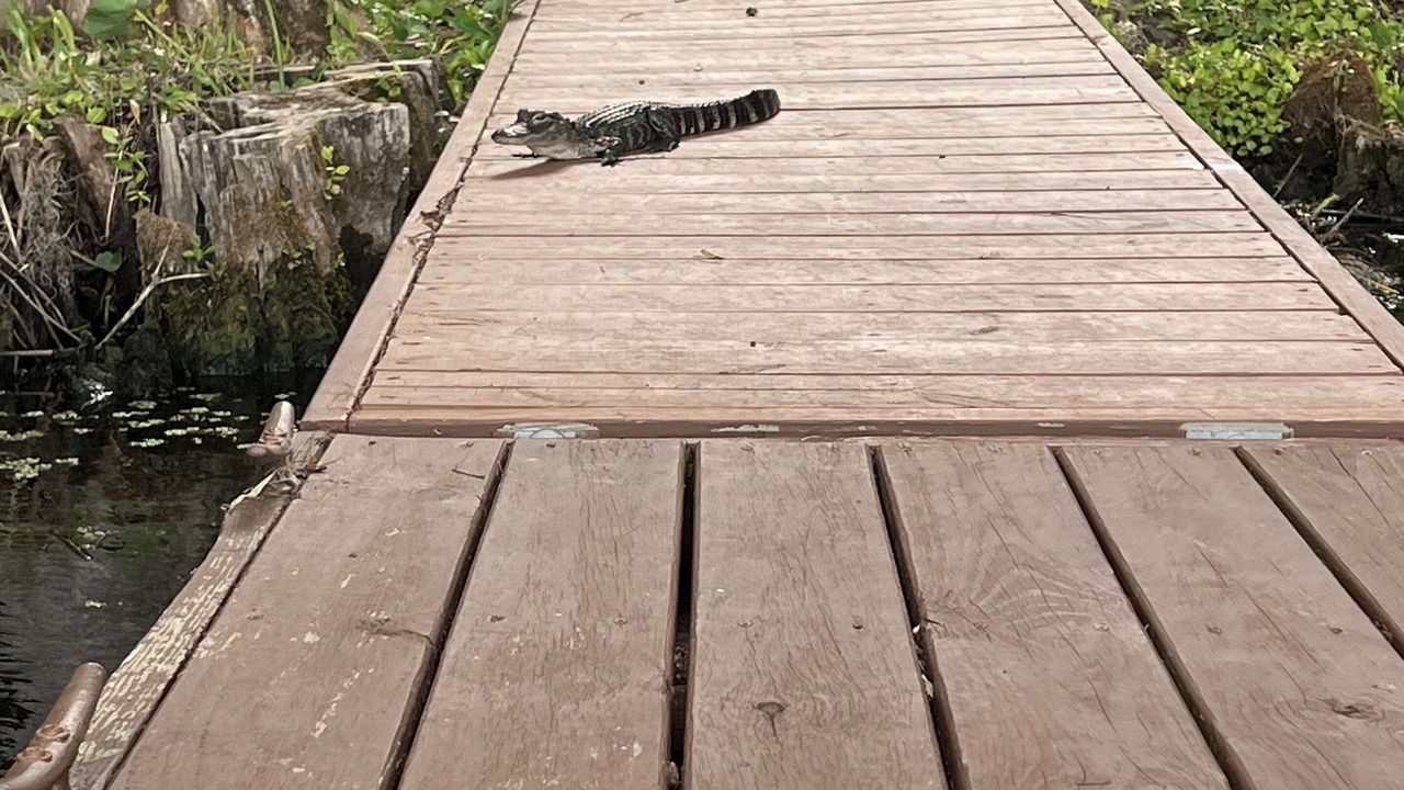 Photo of Outdoor in Dunnellon