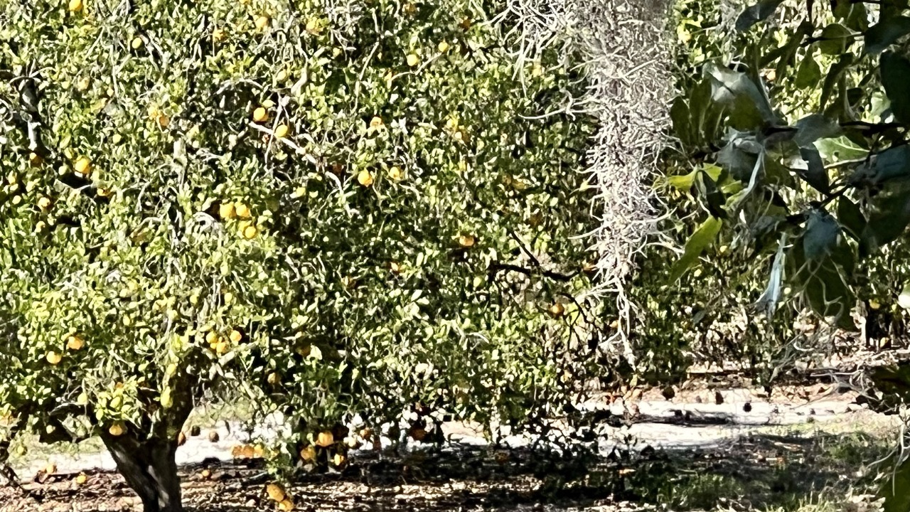 Photo of Others in Lake Alfred
