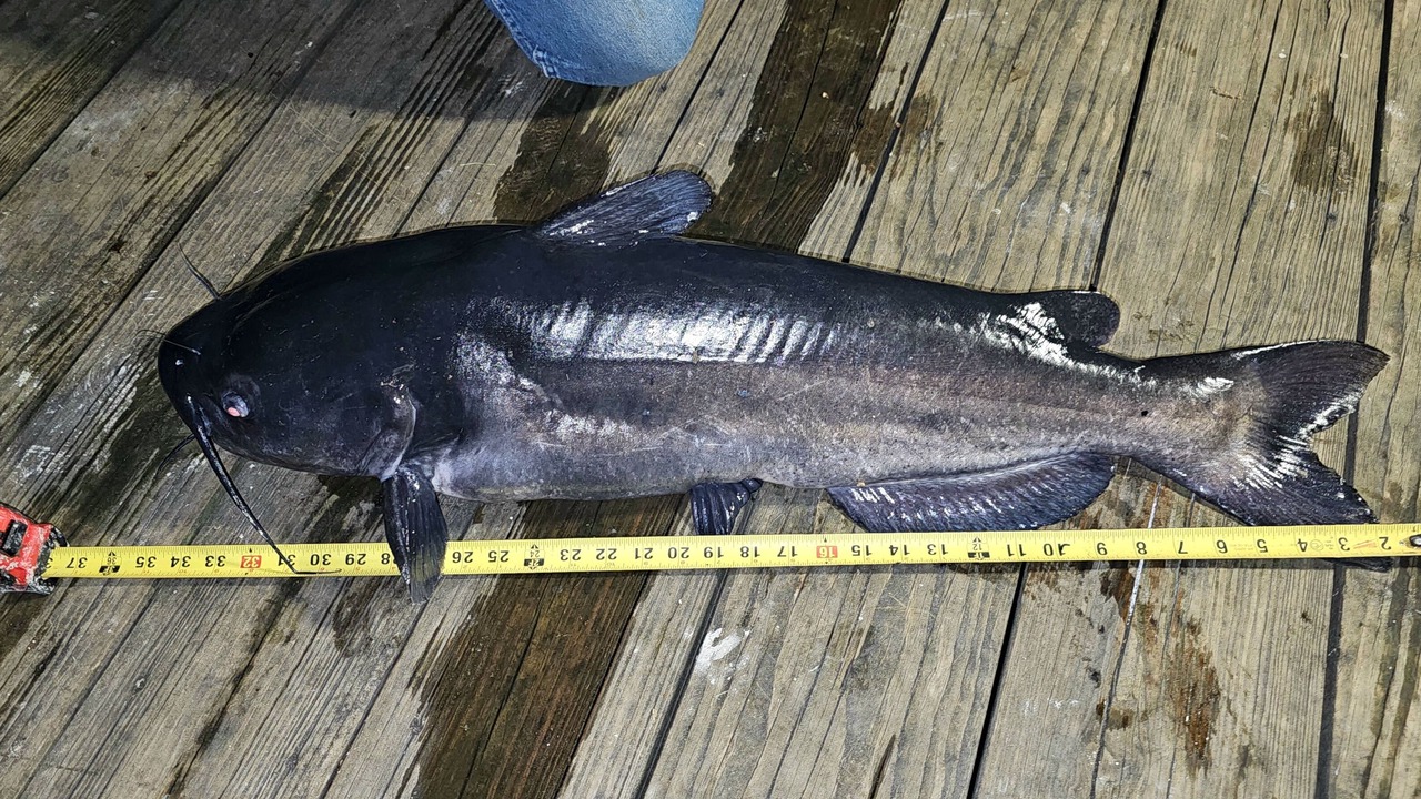 Photo of Others in Satsuma