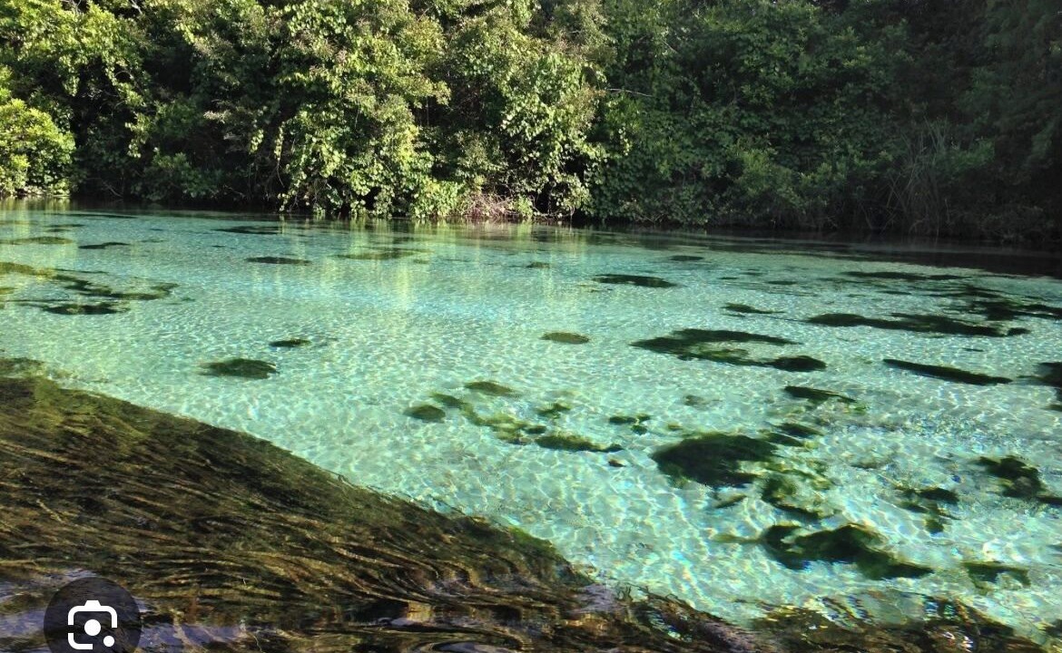 Photo of Others in Weeki Wachee Gardens
