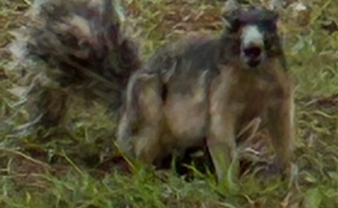 Photo of Others in Citrus Springs