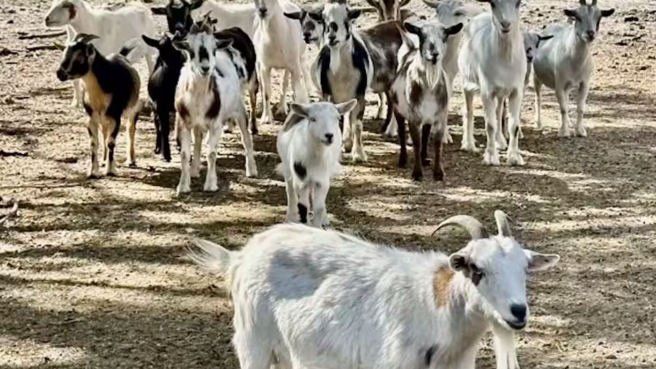 Photo of Others in Parkland