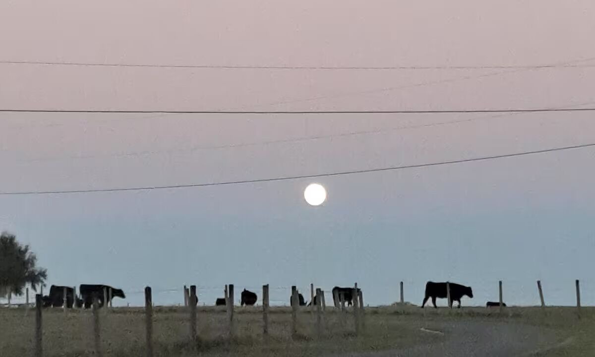 Photo of Others in Floral City