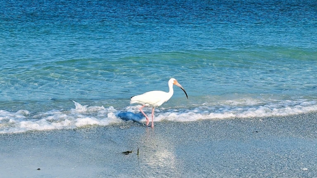 Photo of Others in Longbeach Village