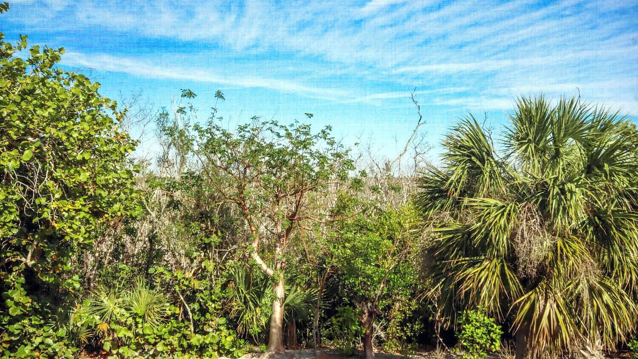 Photo of Others in Gumbo Limbo
