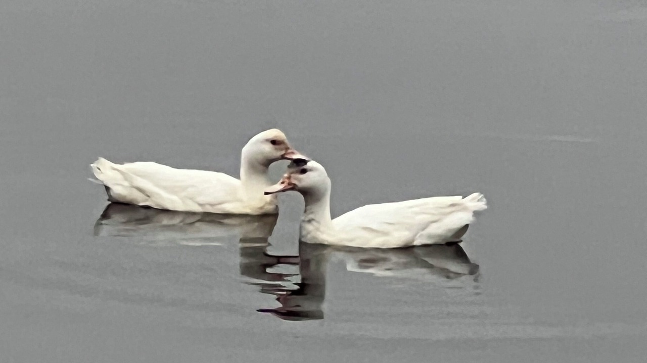 Photo of Others in Galloway