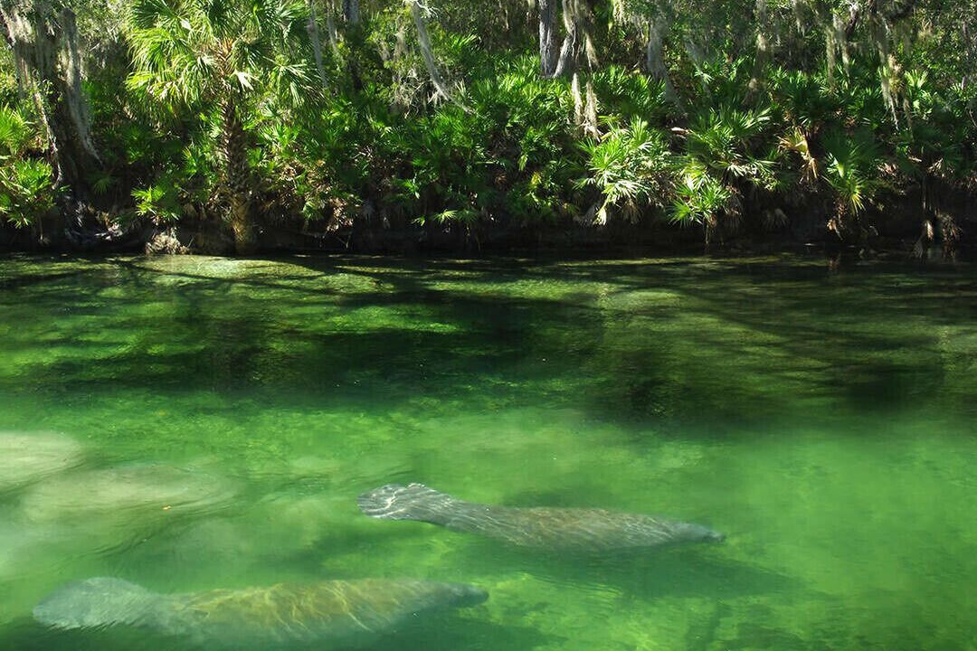Photo of Others in Fort Myers Shores