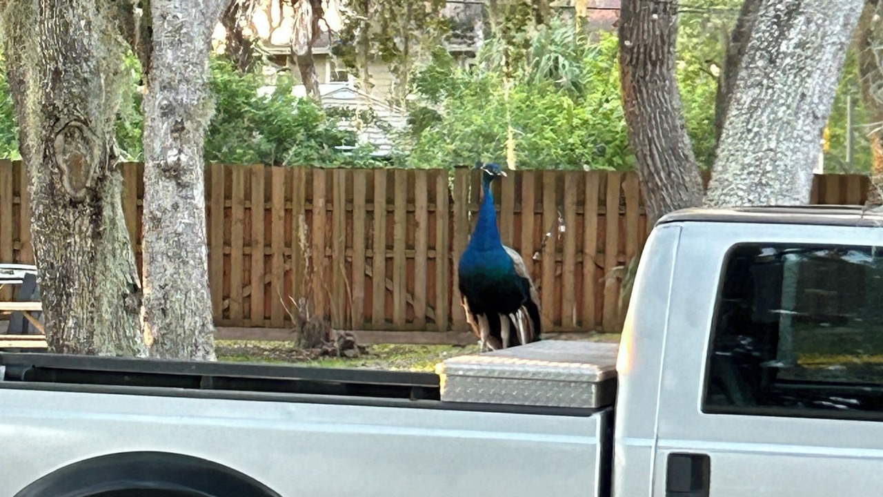 Photo of Outdoor in Crystal River