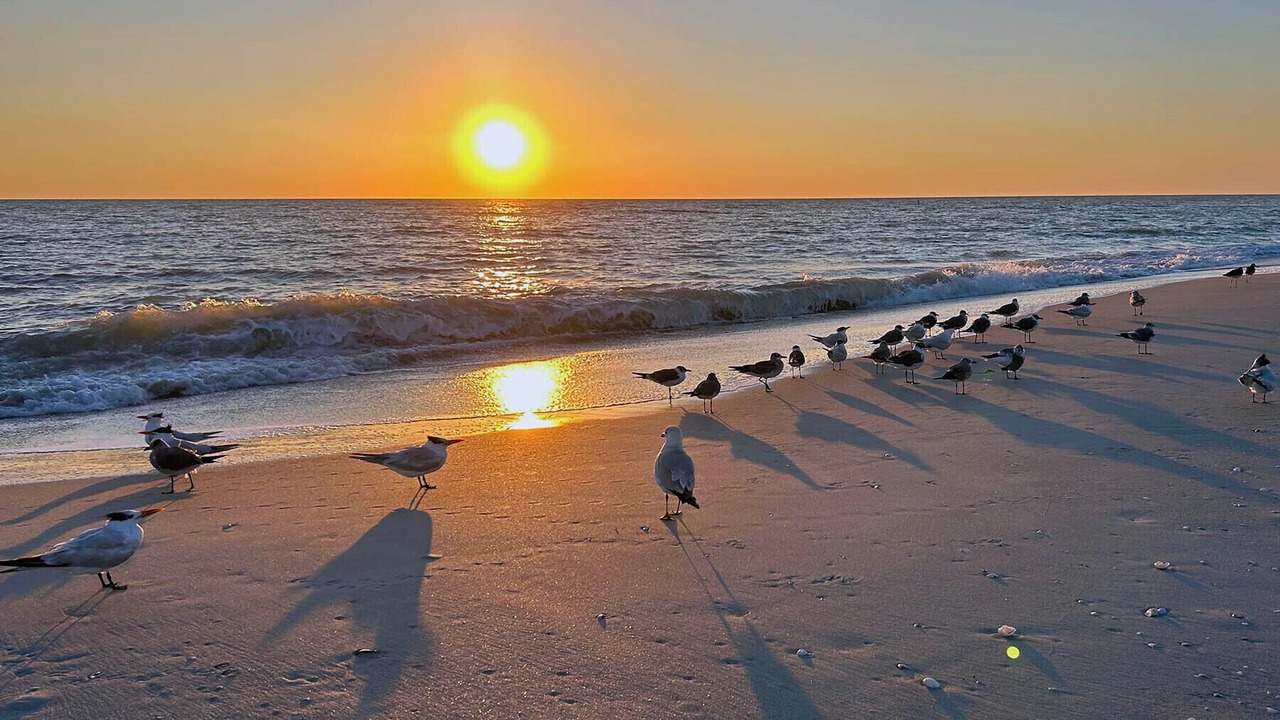 Photo of Others in Gulf Pines