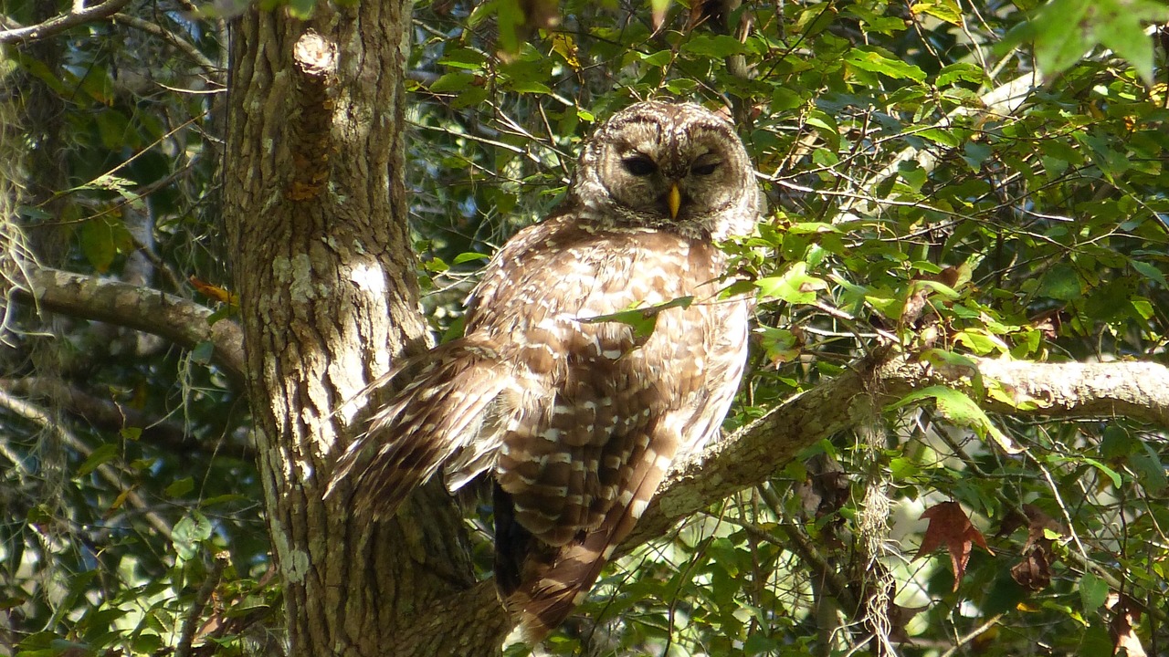 Photo of Others in Citrus Springs