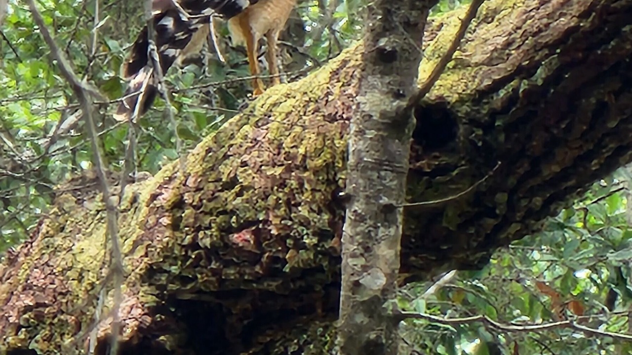 Photo of Others in Citrus Springs