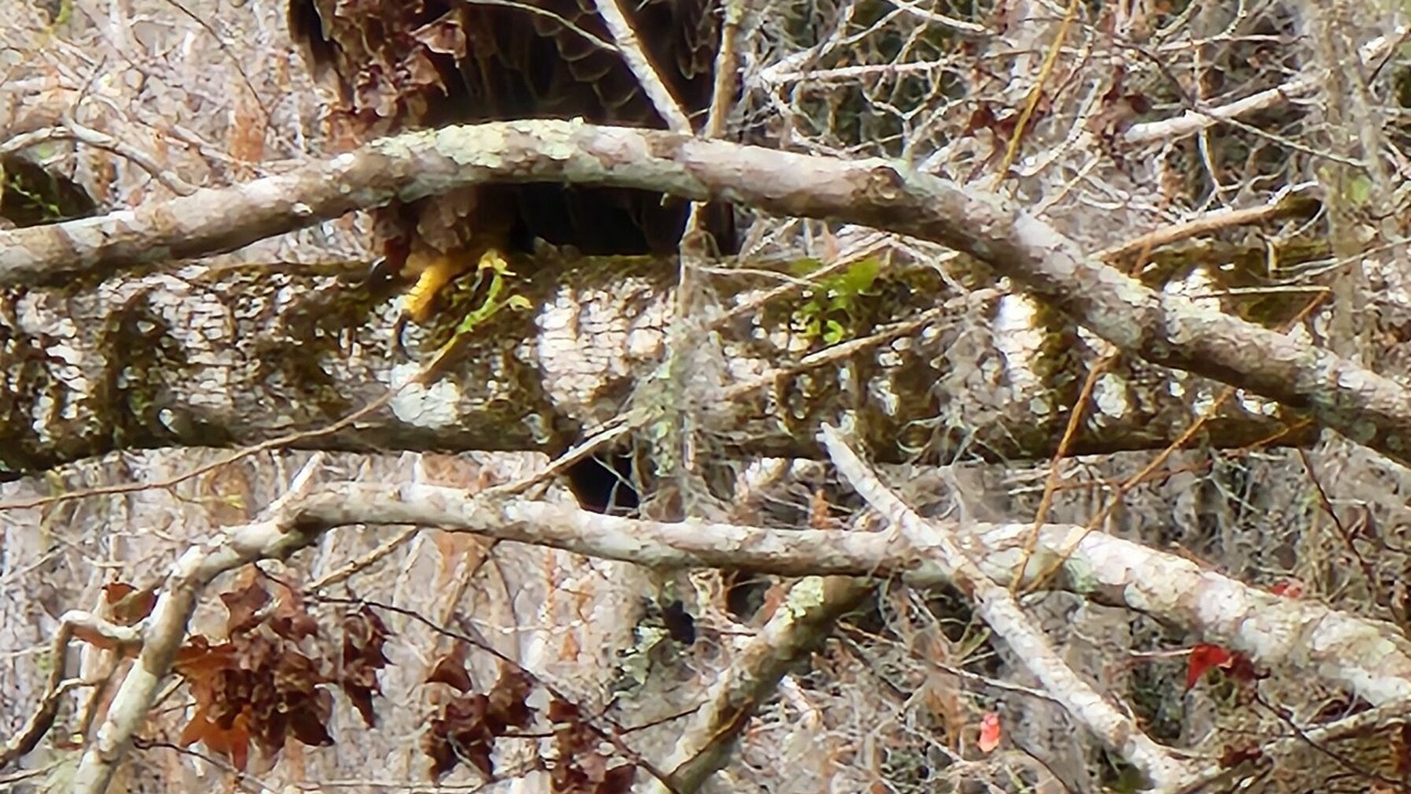 Photo of Others in Citrus Springs